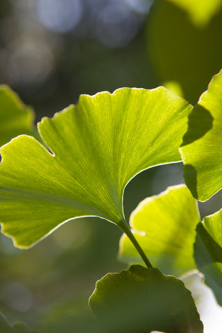 Close up on a ginkgo biloba leave on the tree