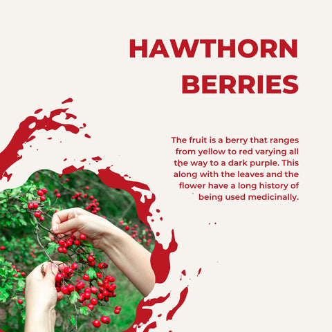 Image of a persons hands picking hawthorn berries from a hawthorn bush