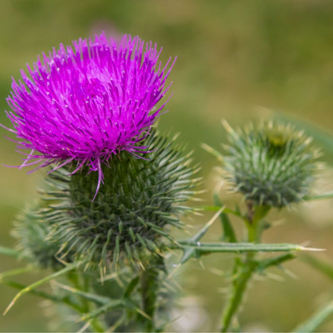 Close up of a milk thistle plant