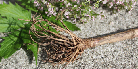 Close up of a valerian root on a sidewalk next to some leaves and valerian flowers