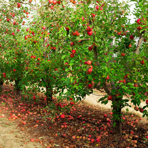 A line of apple trees full of apples needing harvesting