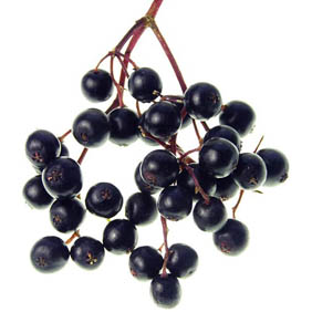 Close up of a small bunch of elderberries on the stems on a white background
