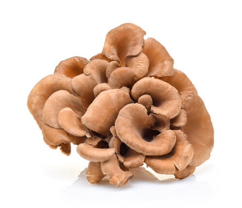 Single Maitake mushroom