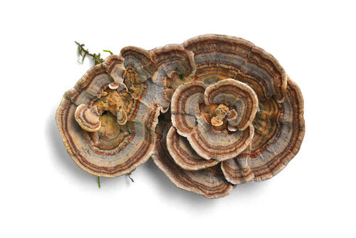Turkey tail brownish mushroom.