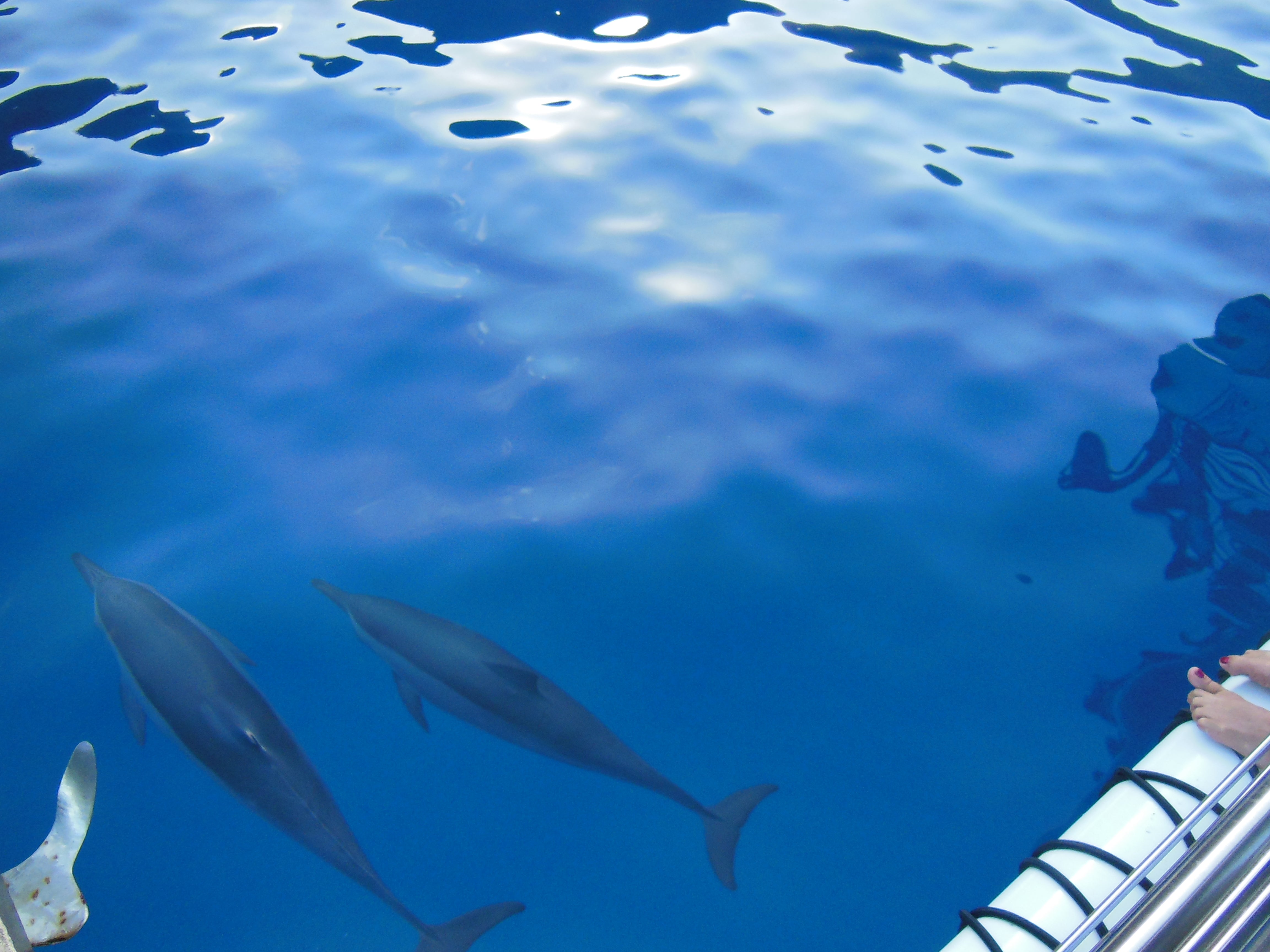 Dolphins on a charter tour to Niihau