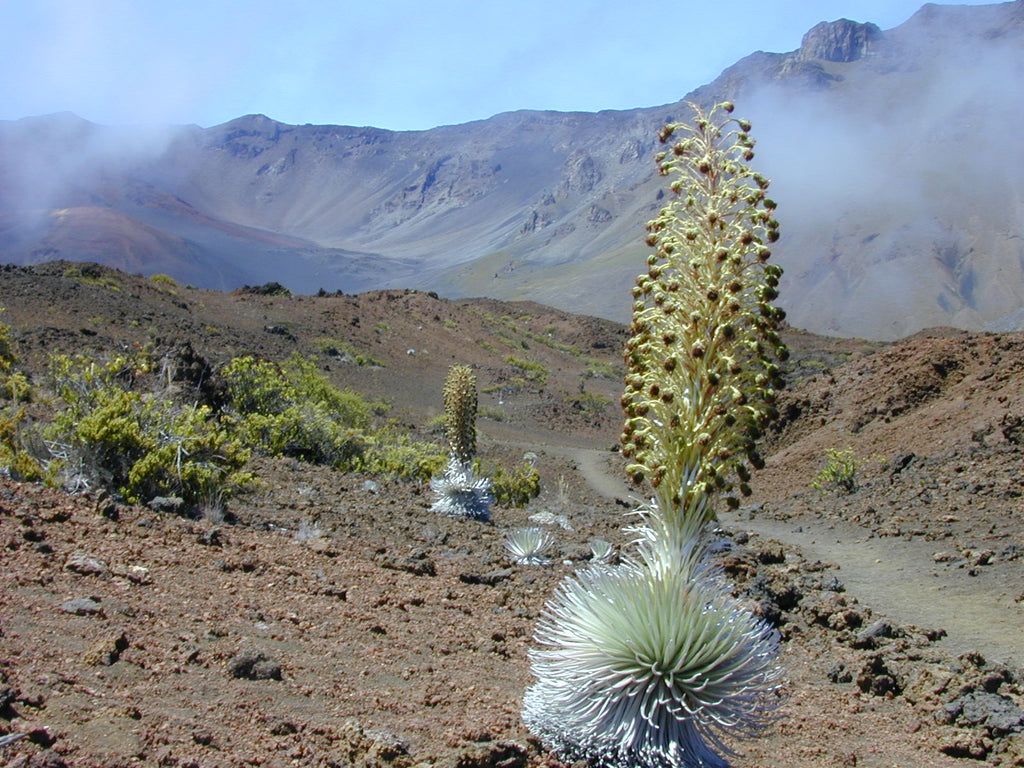 Haleakalā Silversword, by Forest and Kim Starr, on flickr, CC BY 2.0
