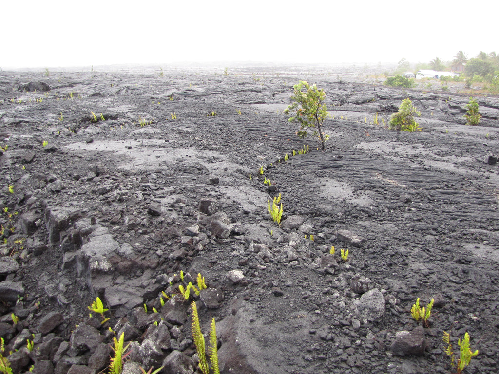 Hawaiian lava flow with sparse vegetation, Forest und Kim Starr, auf flickr, CC BY 2.0