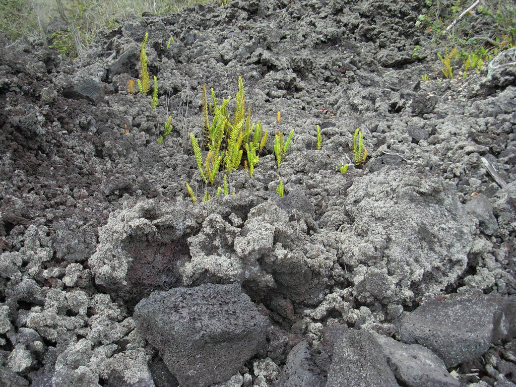 Nephrolepis sp. (kupukupu) und Stereocaulon vulcani Lichen - Kipahoehoe Natural Area Reserve, by brewbooks, on flickr, CC BY-SA 2.0