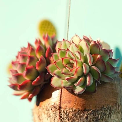 Buy Plants, Trees, Shrubs, Succulents, Airplants, Cacti and more - Chacewater & Goonhavern Garden Centre - Cornwall Garden Shop