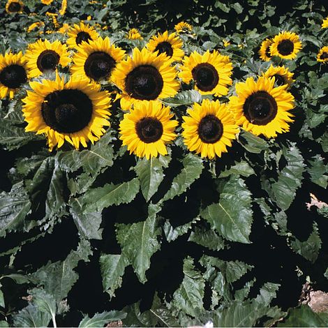 Sunflower Little Dorrit F1 Hybrid Flower Seeds
