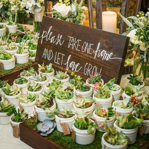 Pots of succulents to give away at your wedding