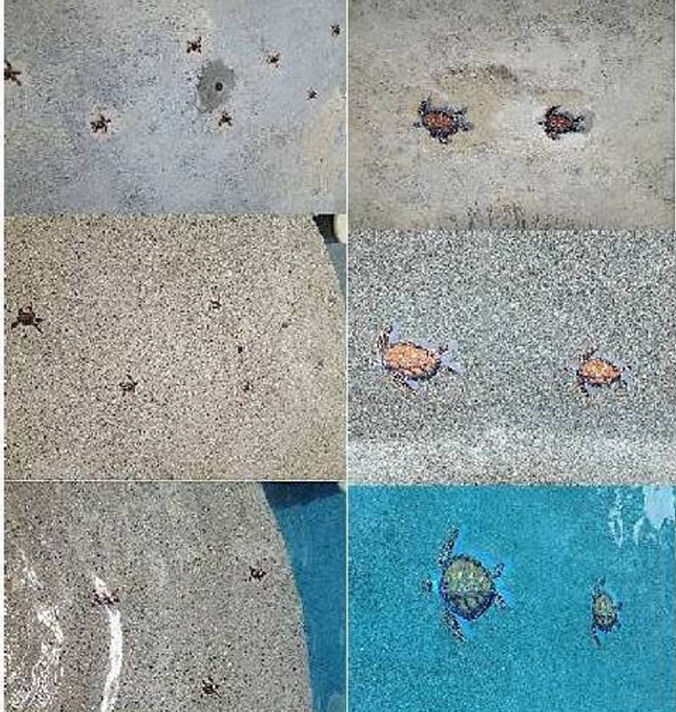 Turtles swimming everywhere on the pool's bottom