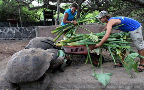 Galápagos