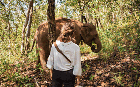 Viviendo con elefantes