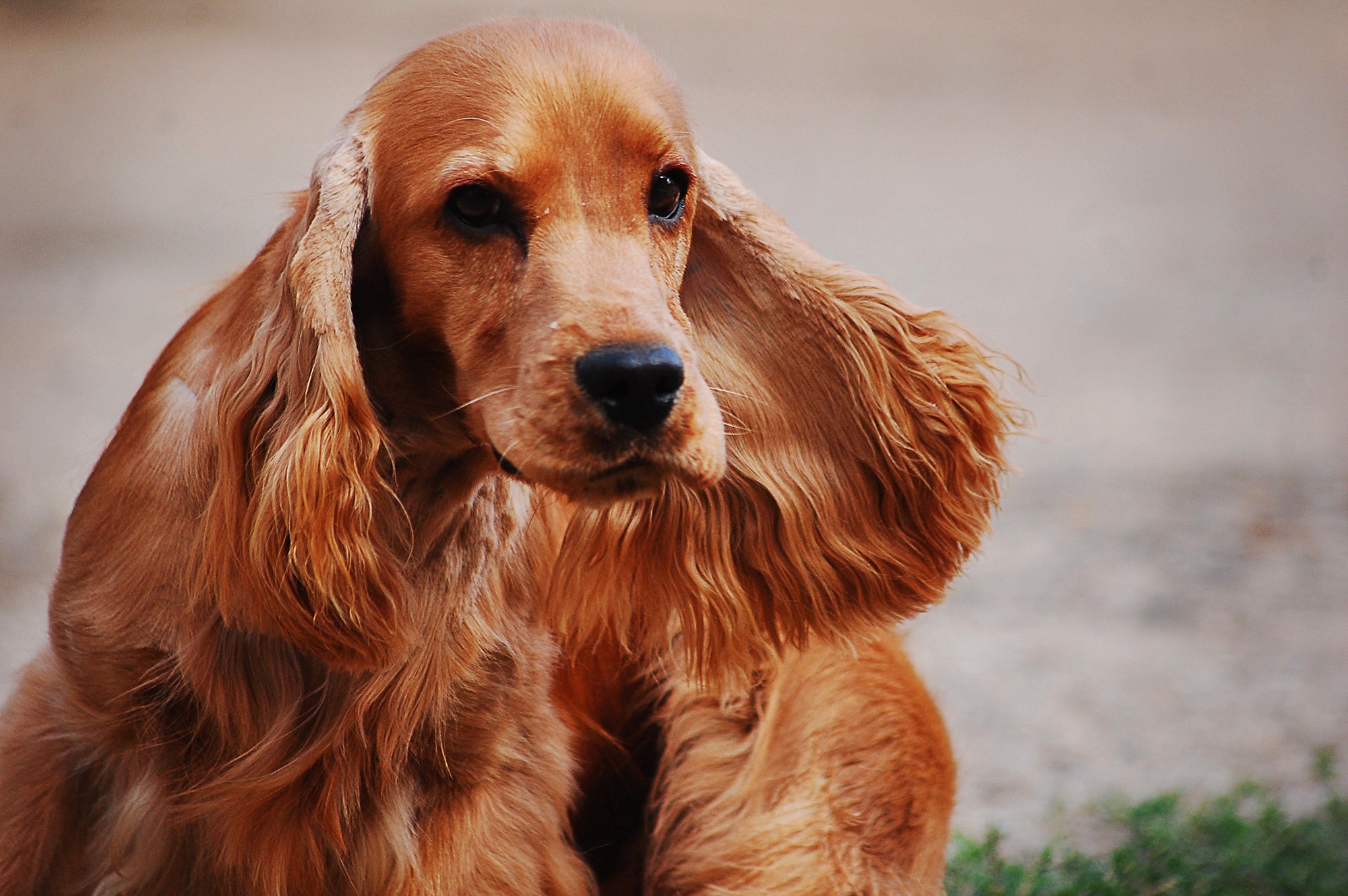 dog shedding bad