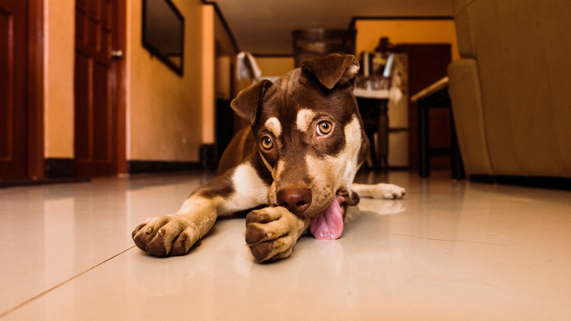 dog keeps rubbing nose on floor