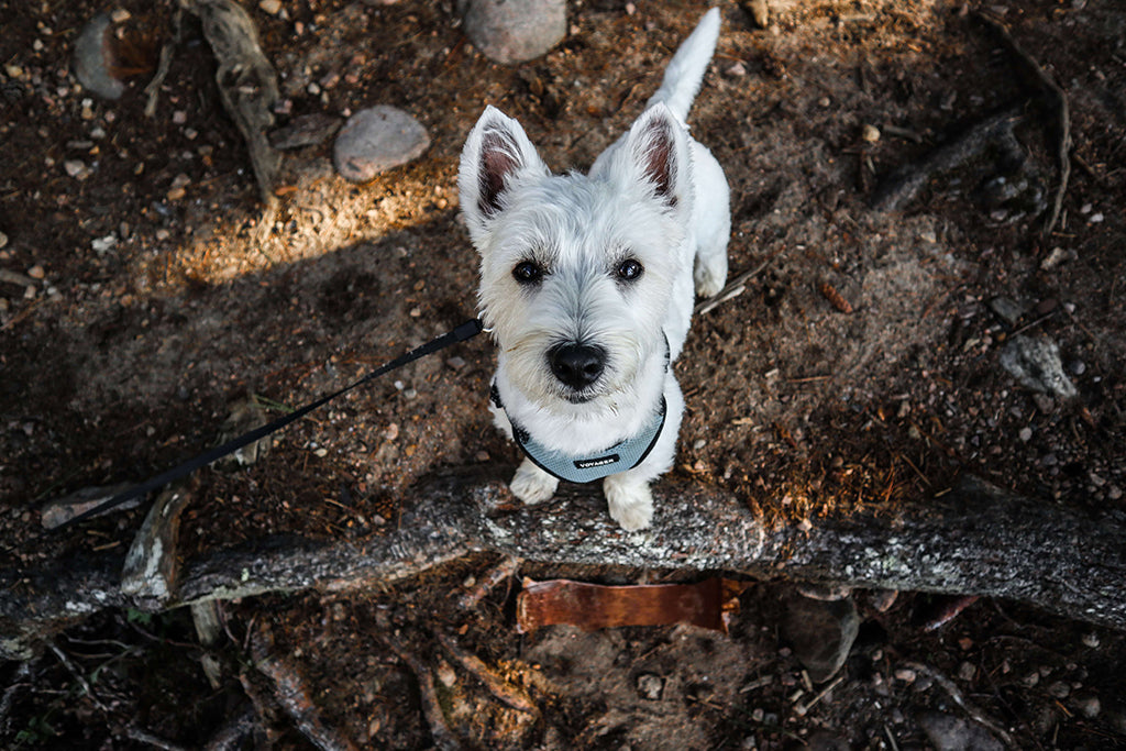 what does dandruff look like on dogs