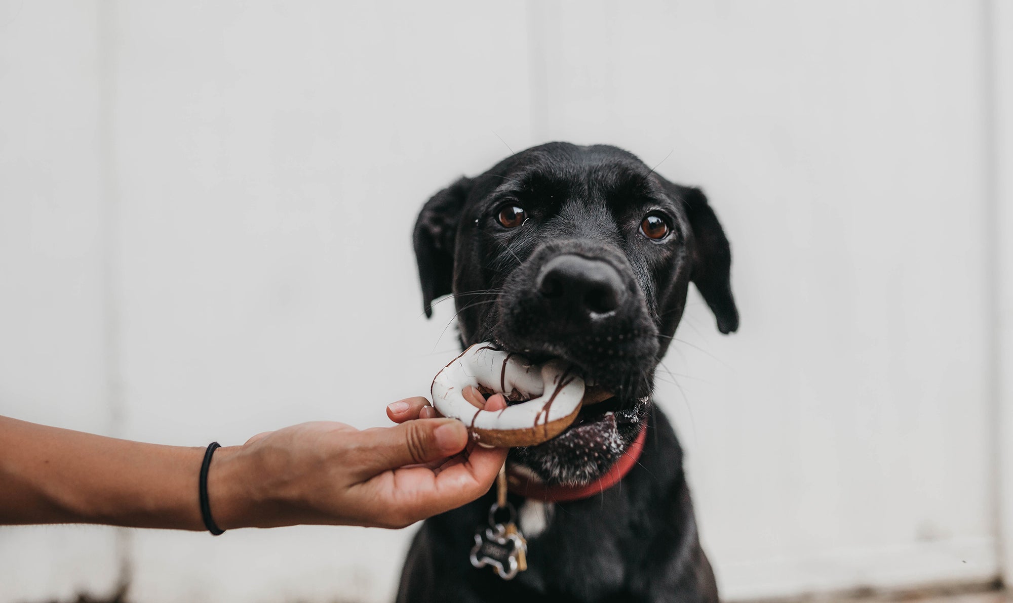What To Feed Your Dog