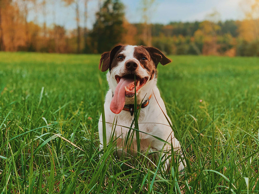 why dies my dog eat grass