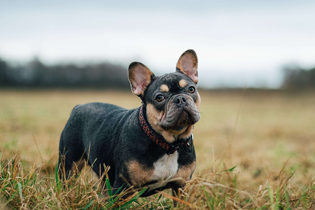 what does it mean when a dog burps a lot