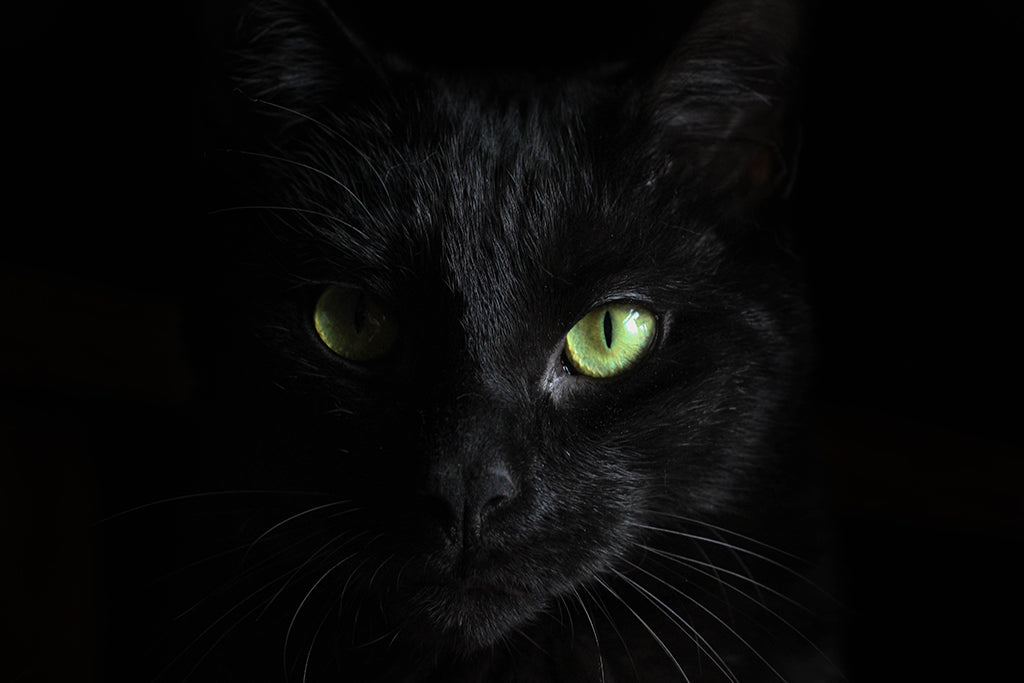 Can Cats See In The Dark?
