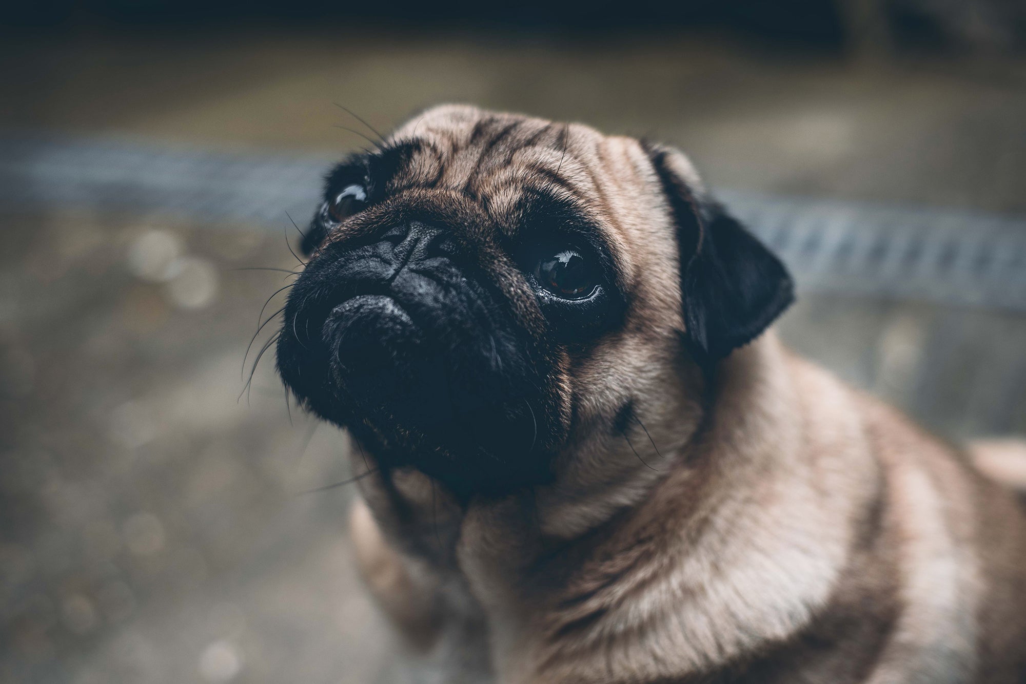 7 "Deadly" Warning Signs Of Heart Problems In Dogs