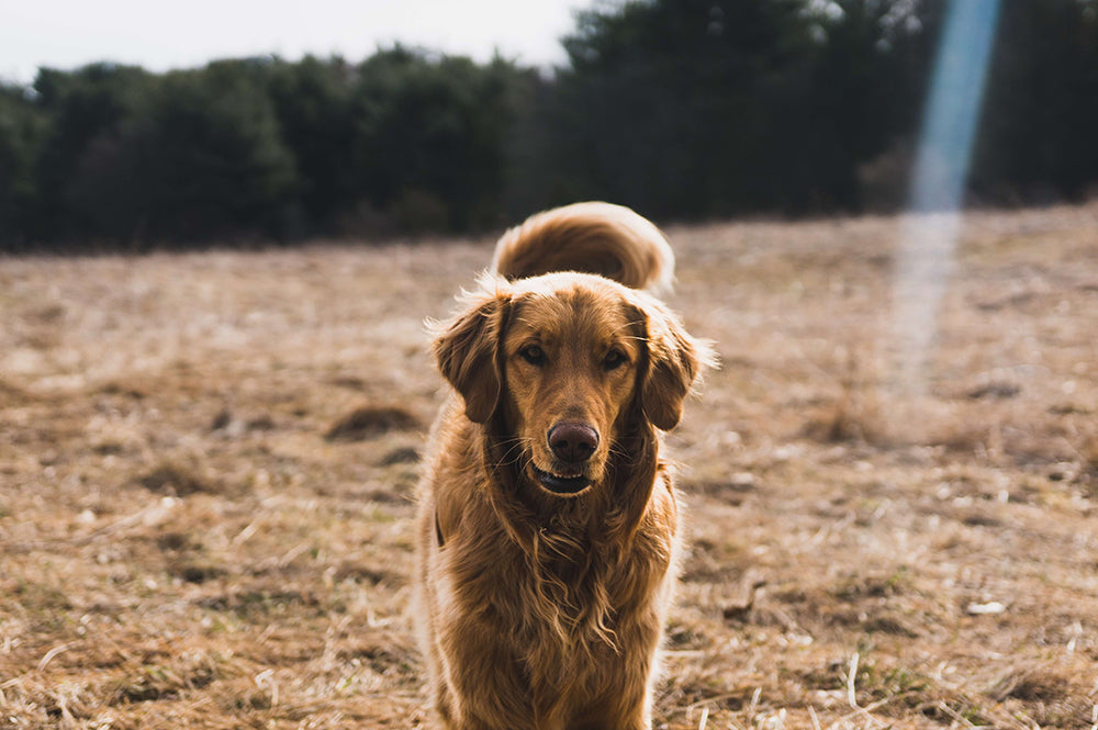 6 Ways To Save Your Dog From Heart Disease