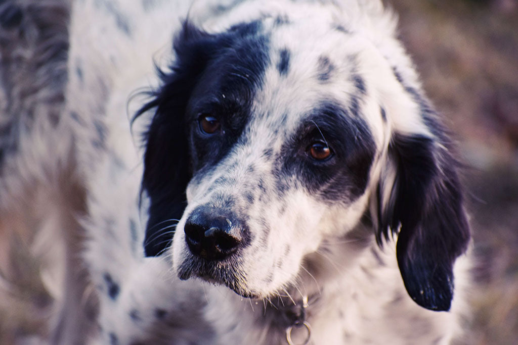 what causes dogs to shake their heads