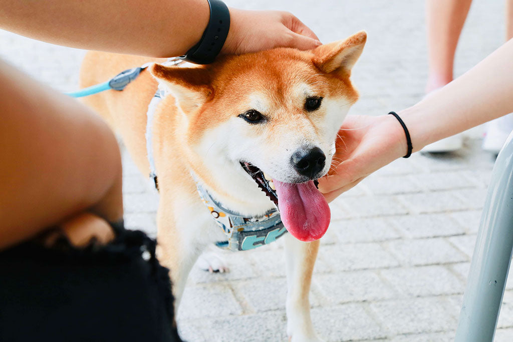 are cats and dogs ticklish