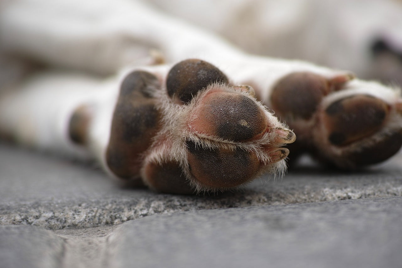 dog chewing paws