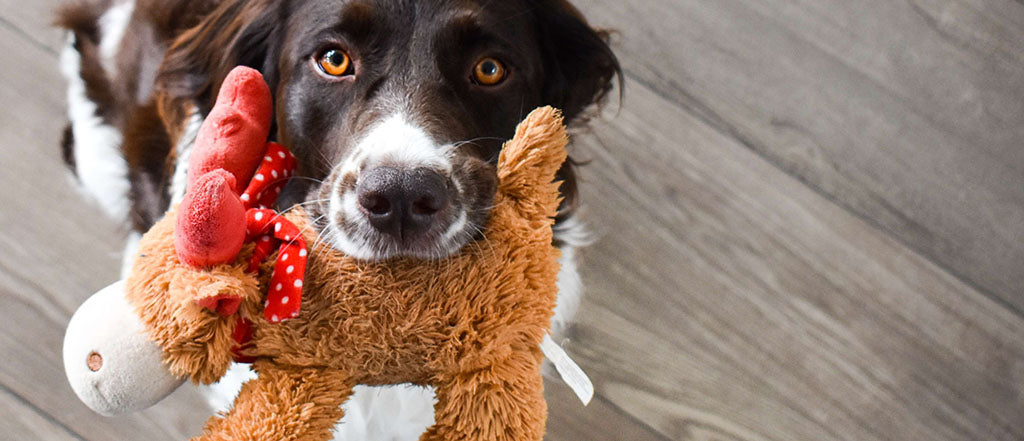 DIY Cognitive Dog Toys For When You're Stuck At Home