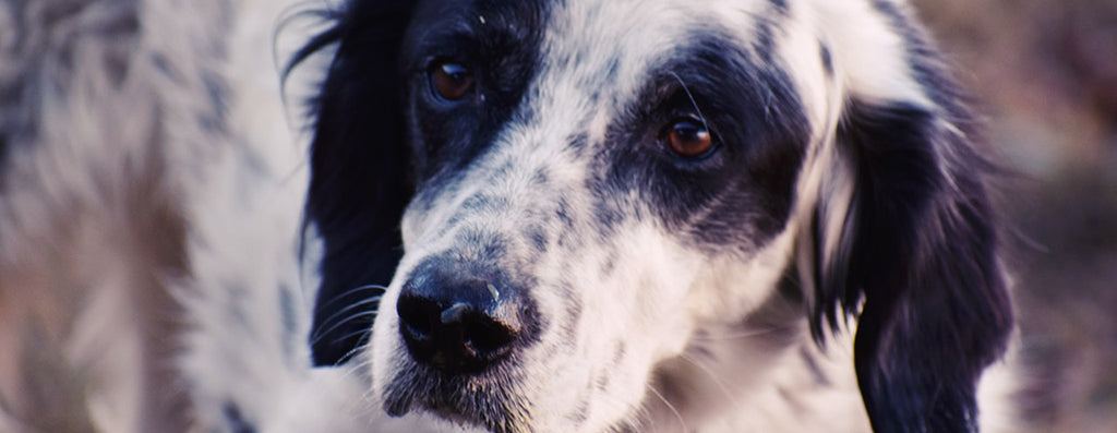 a collie/spaniel like dog with black and white splotchy fur looks pensive