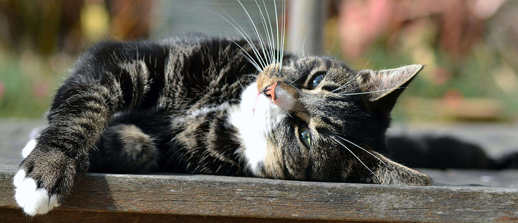 Cat sunbathing