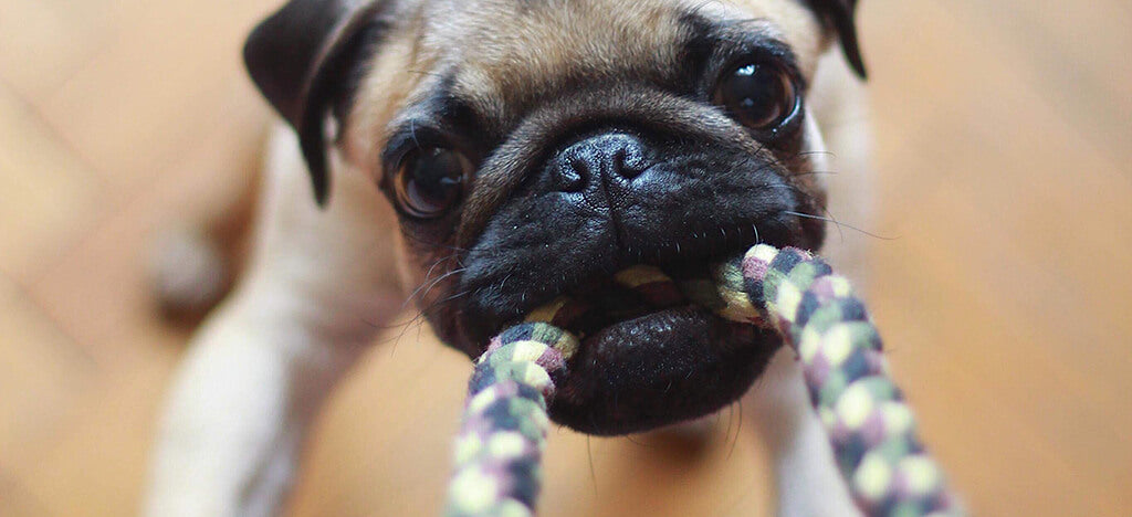 pug on a tug rope