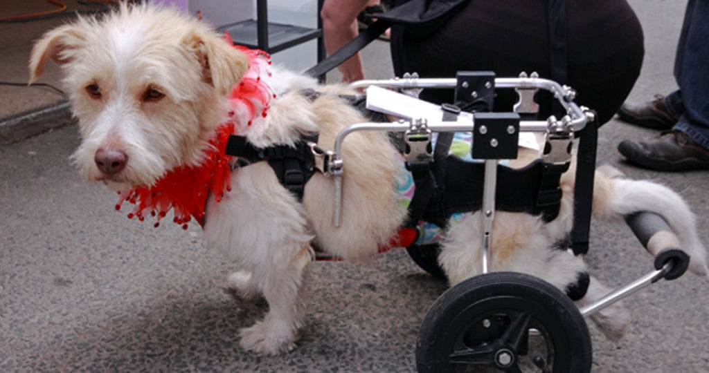 a small mixed-breed dog wears a red scarf around their neck and their hind legs are supported by a wheeled-contraption allowing them to be mobile