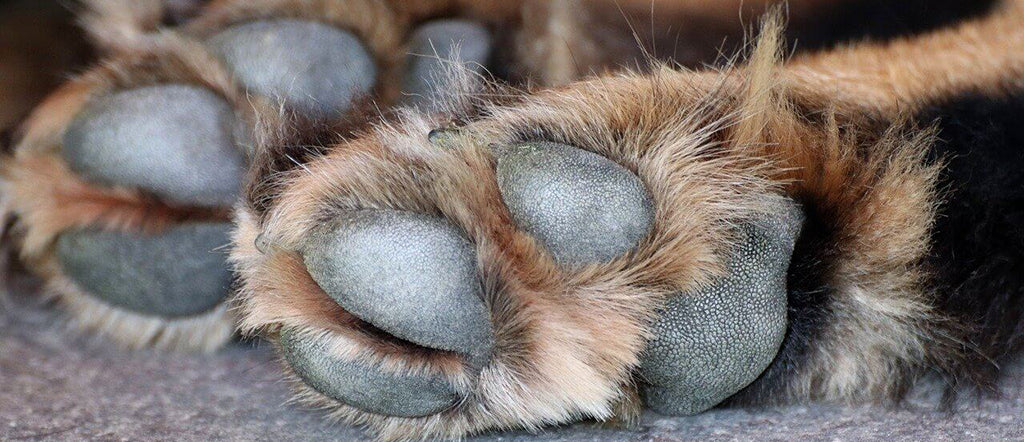 a brown and black dog's paw pads