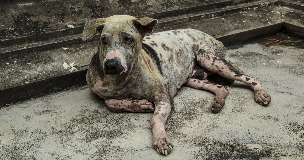 a street dog lies on the ground looking sorry for themselves, seemingly suffering from a parasitic infection