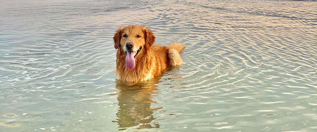 A Golden Retriever stands in shallow water with its tongue hanging from its mouth as it pants in the heat.