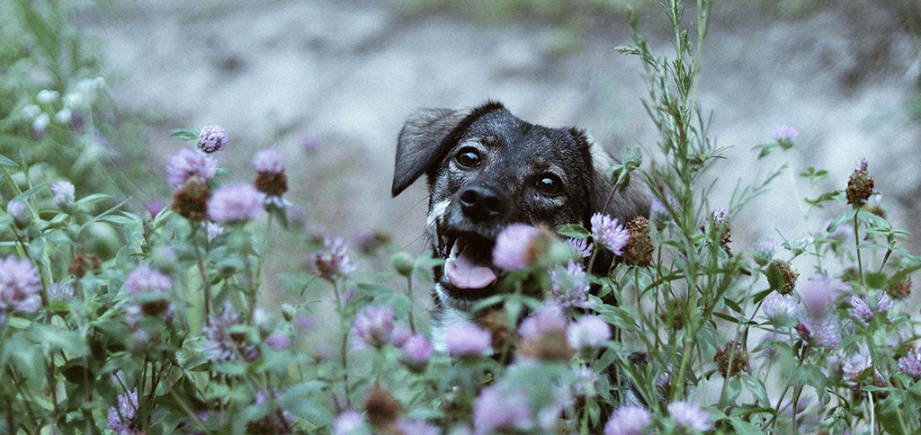  A small dark grey dog pops its head out of a bush full of purple flowers.