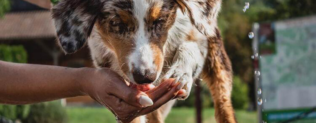 A white woman's hand offers an Australian Shepherd Dog a snack from her right hand in sunlight