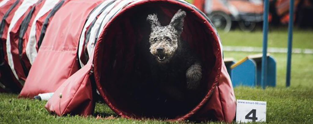 A grey poodle-cross emerges excitably and competitively from a red obstacle-course tube on green grass