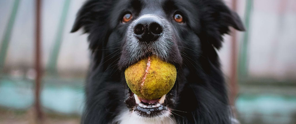 a black and white Collie dog holds a green tennis ball in their mouth