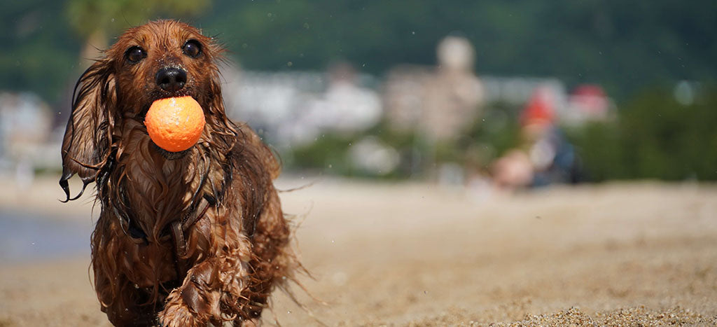 a wet, long-haired miniature dachshund runs along the shoreline on a beach carrying a bright orange ball in their mouth