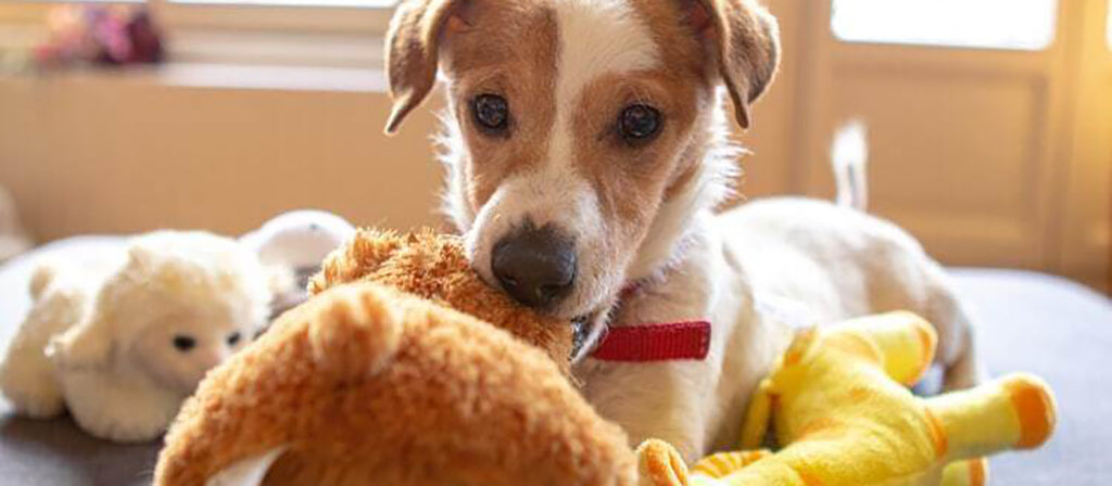 a brown and white Jack Russell lies tummy-down on a bed surrounded by toys chewing on a teddy, look directly to camera