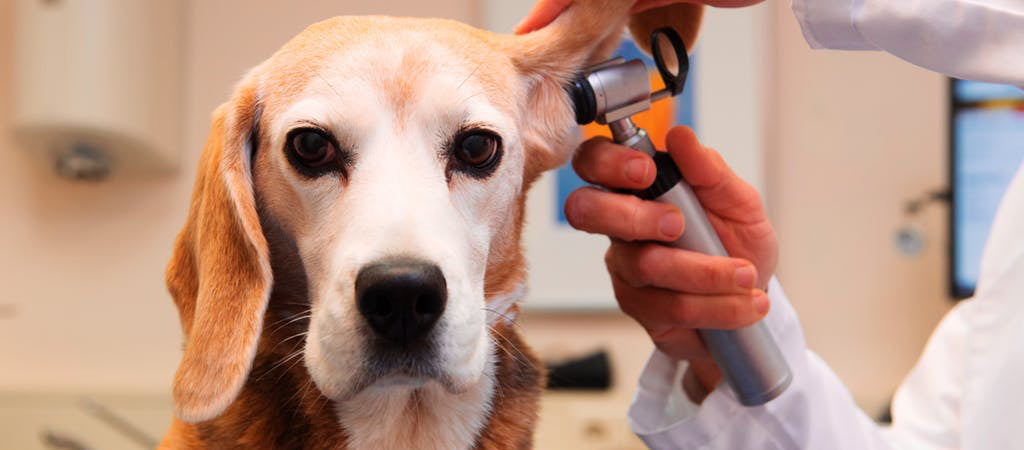 a mixed-breed dog get's their ear checked by a vet