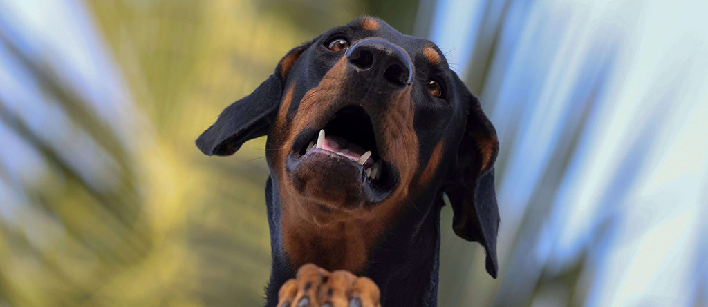 a black and brown doberman's head cross looks over a fence