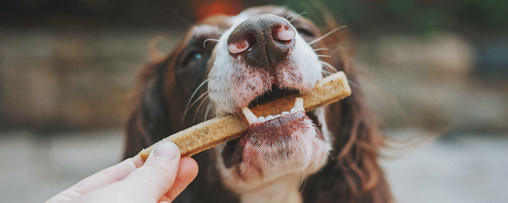 A brown and white spaniel takes a long chew treat in his mouth from a white person's hand