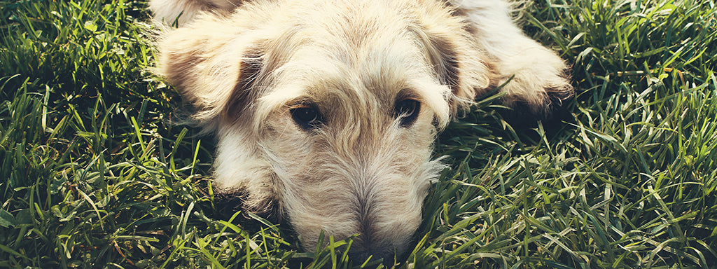 a golden mixed breed dog, with a long snout lies on their front on long, green grass