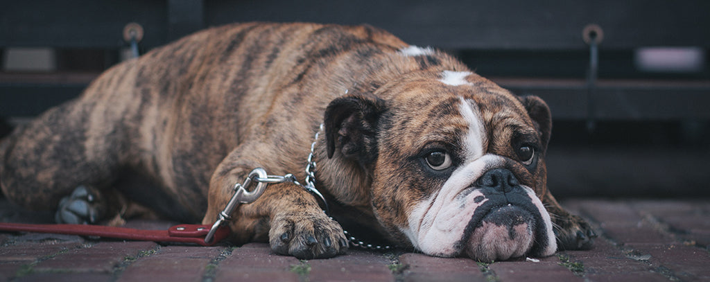 a miserable looking brown and white bulldog, lies on their front attached to their chain leash on concrete