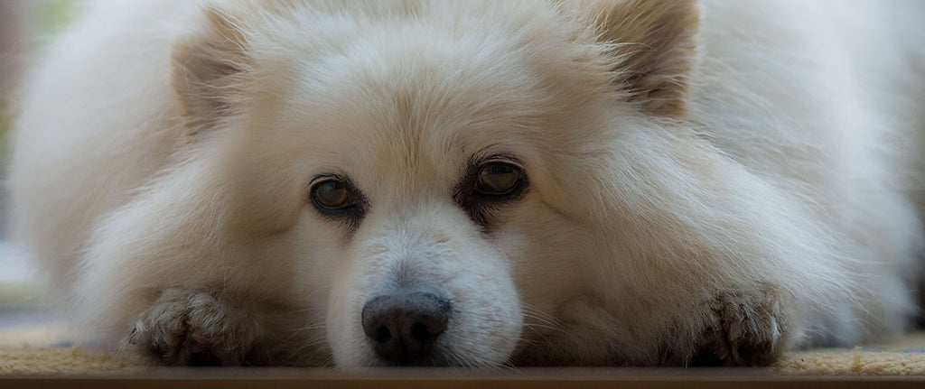 fluffy white dog laying down